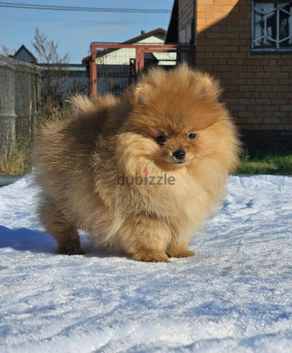 Pomeranian puppy female From Russia 6