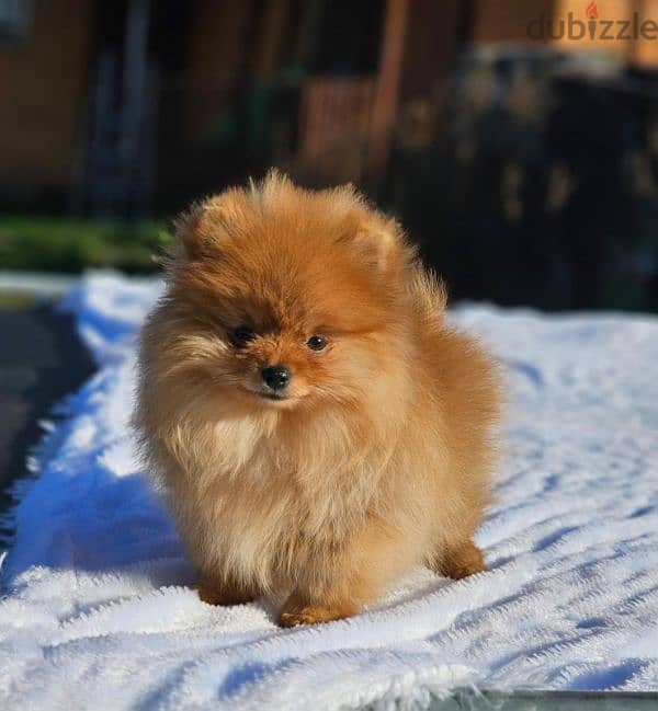 Pomeranian puppy female From Russia 7