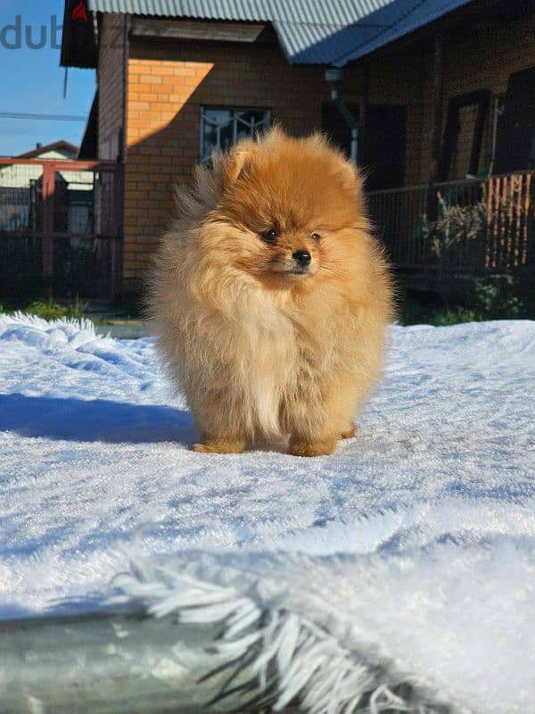 Pomeranian puppy female From Russia 8