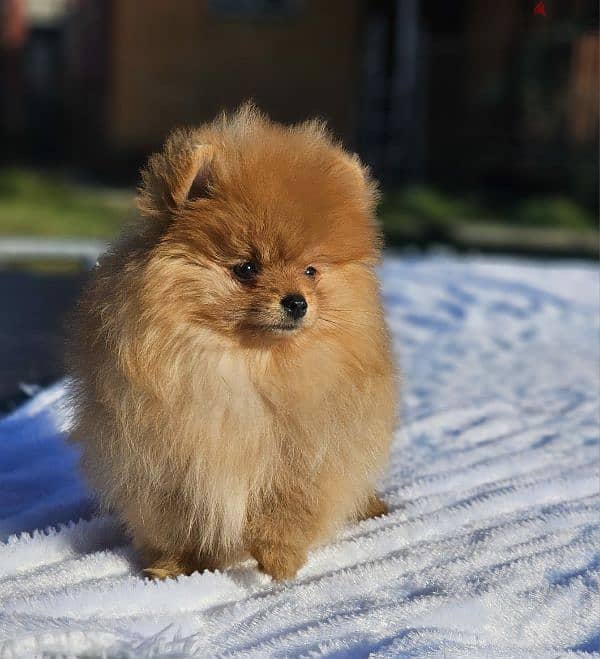 Pomeranian puppy female From Russia 9