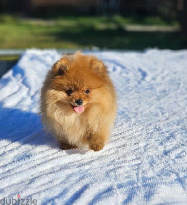 Pomeranian puppy female From Russia 10