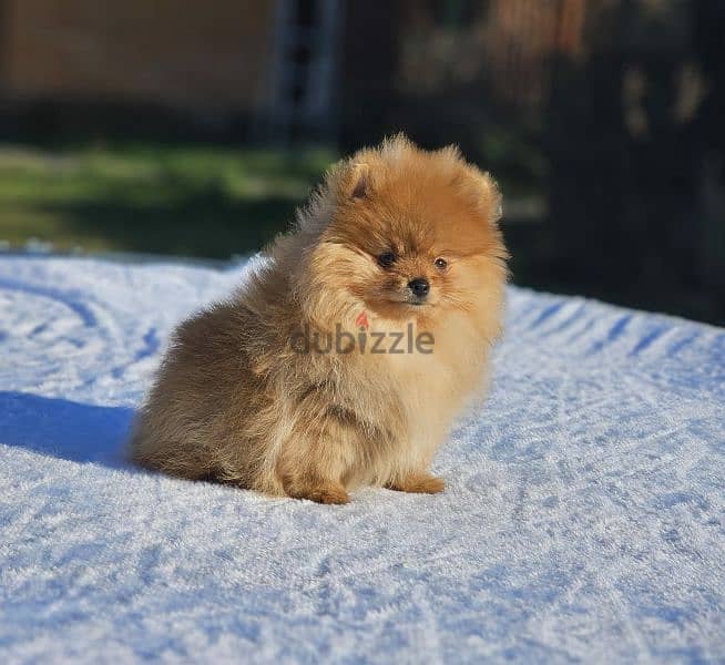 Pomeranian puppy female From Russia 11