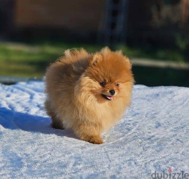 Pomeranian puppy female From Russia 12