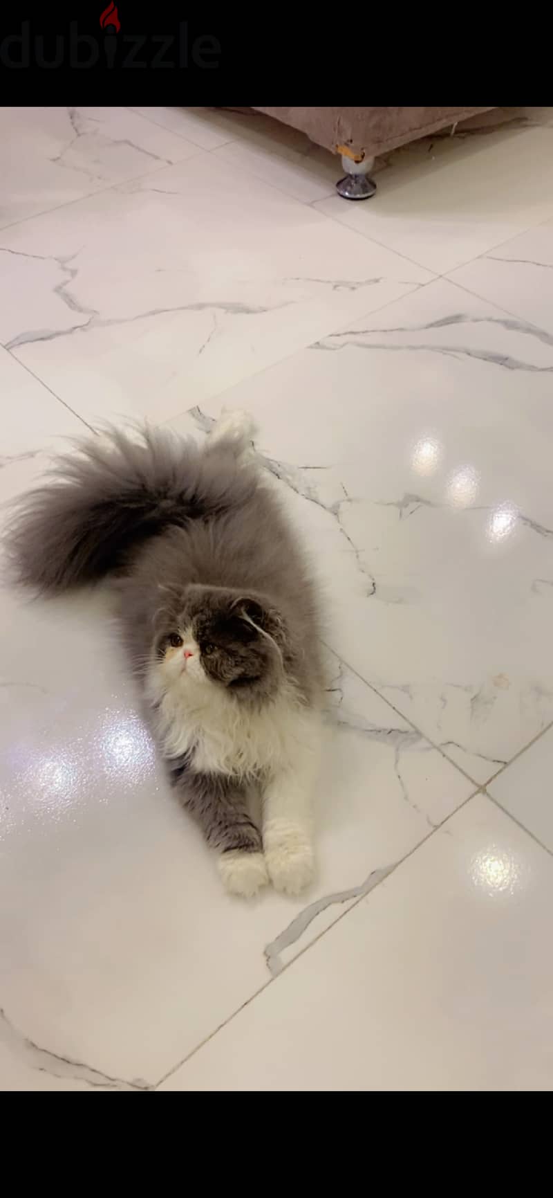 "A Persian cat with very long hair, blue and white in color, and a stu 1