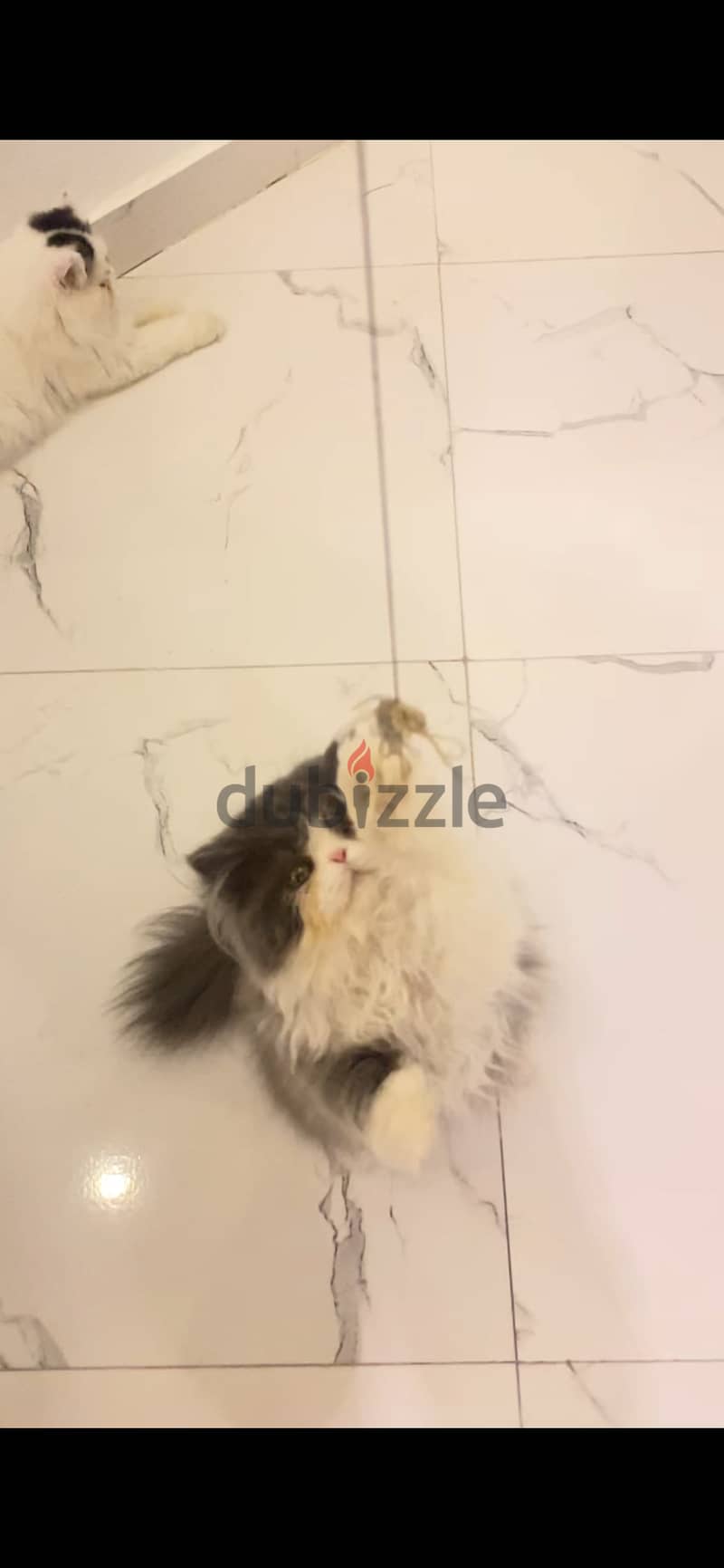 "A Persian cat with very long hair, blue and white in color, and a stu 2