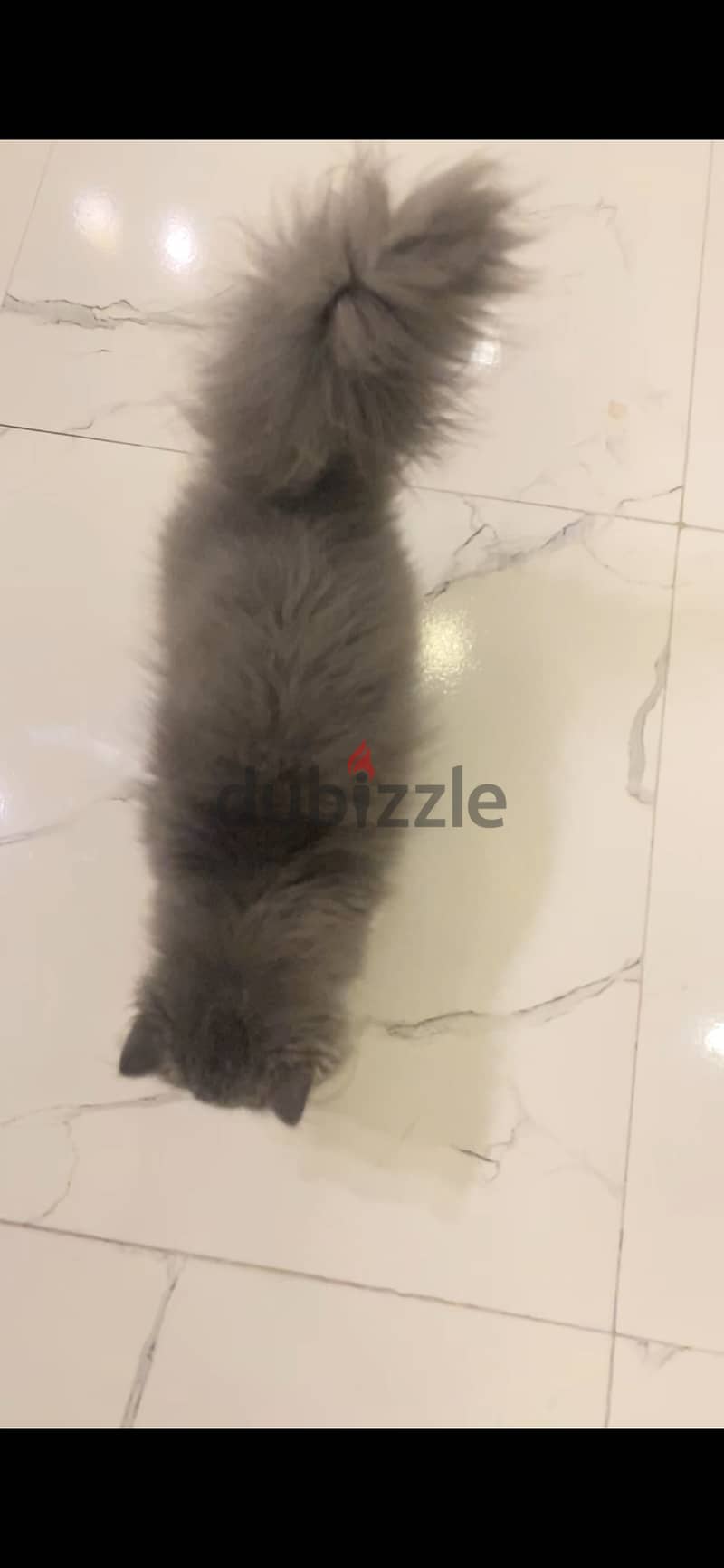 "A Persian cat with very long hair, blue and white in color, and a stu 4