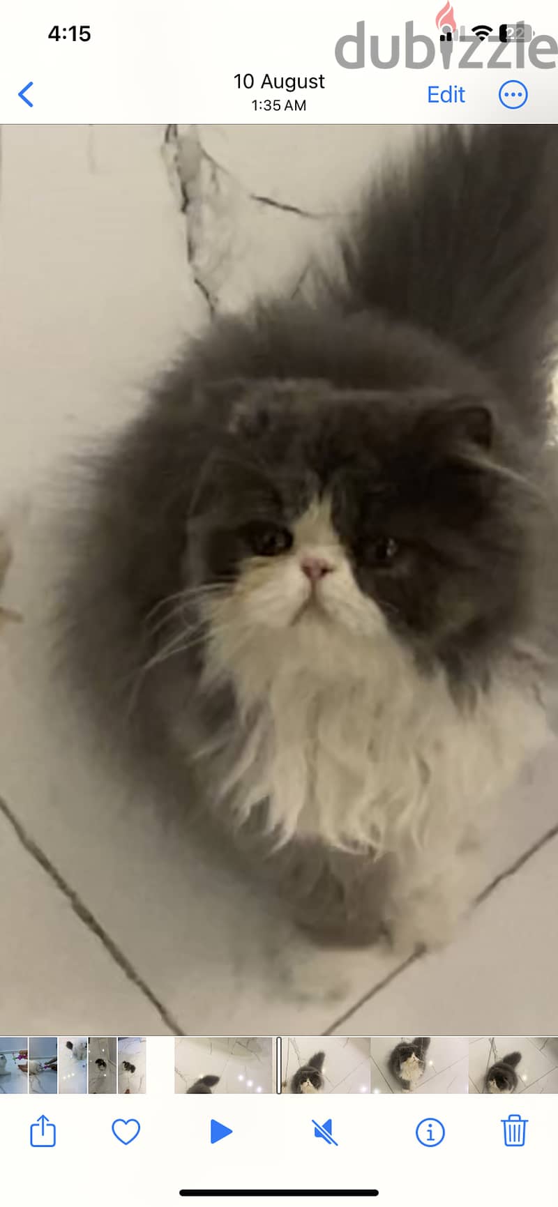 "A Persian cat with very long hair, blue and white in color, and a stu 6