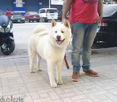 White American akita