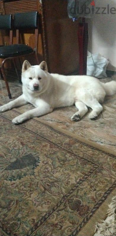 White American akita 1