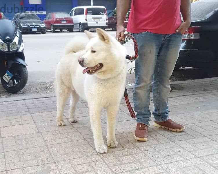 White American akita 2