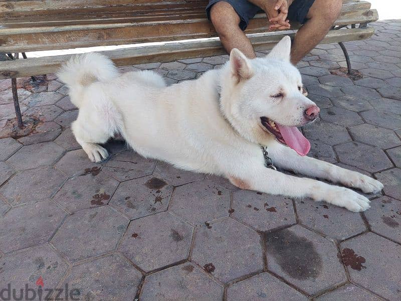 White American akita 4