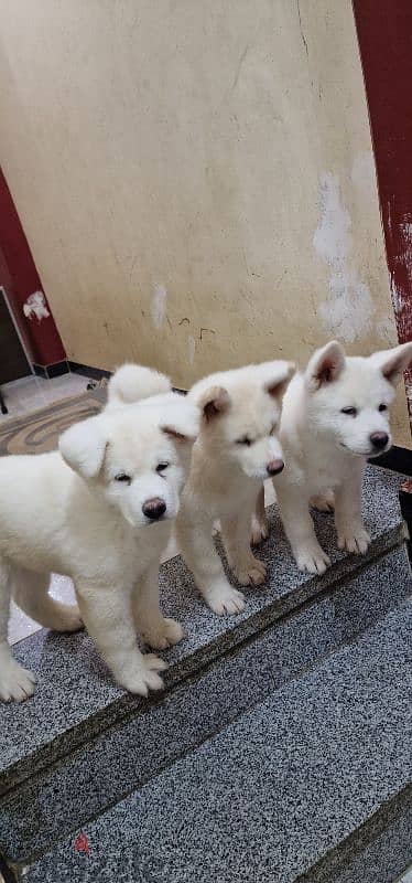 White American akita 5