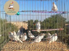 زيبرا فينش _Zibra finich bird 0