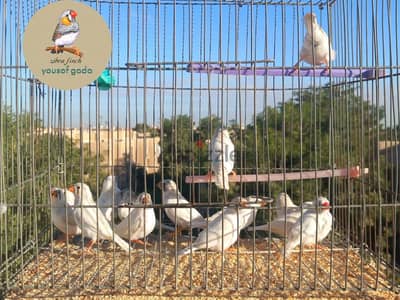 زيبرا فينش _Zibra finich bird