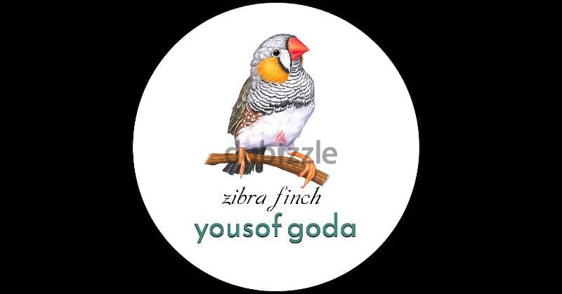 زيبرا فينش _Zibra finich bird 19