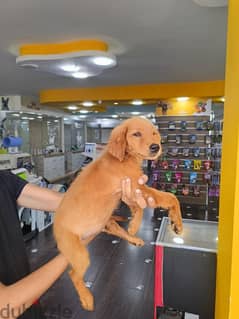 Golden Retriever puppy / جرو جولدن 0