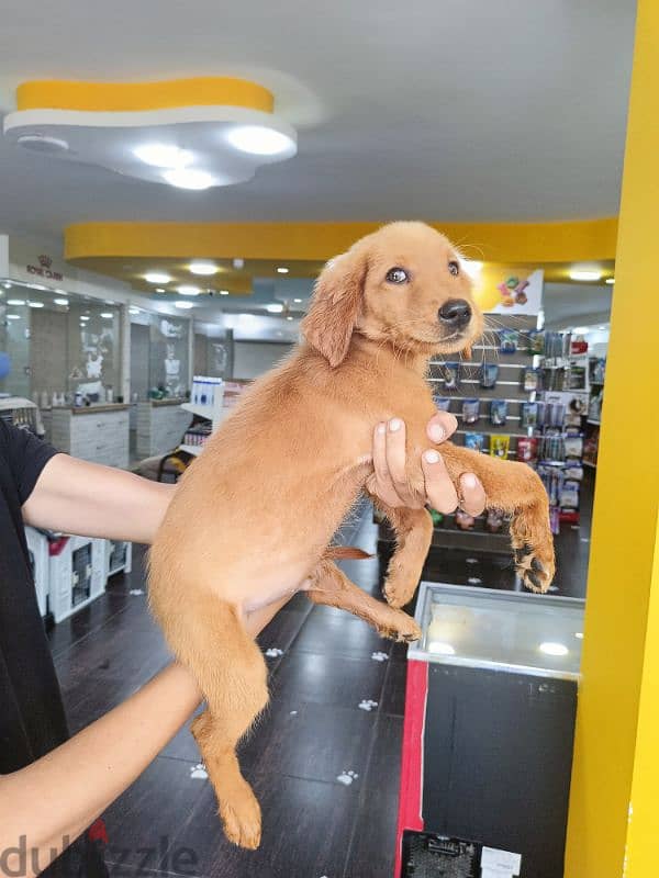 Golden Retriever puppy / جرو جولدن 1