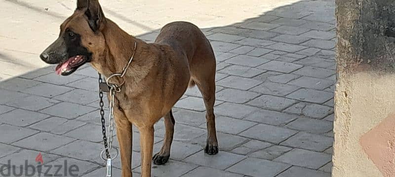 مالينو انثي بيور بالباسبور والرخصه 2