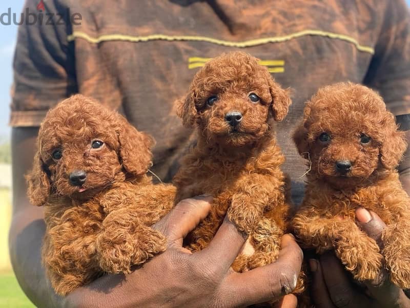 poodle puppies 1