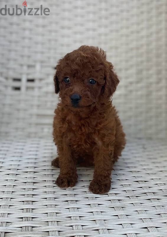 poodle puppies 3