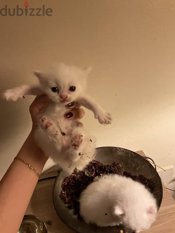 mother cat, and 2 kittens less than a month 3