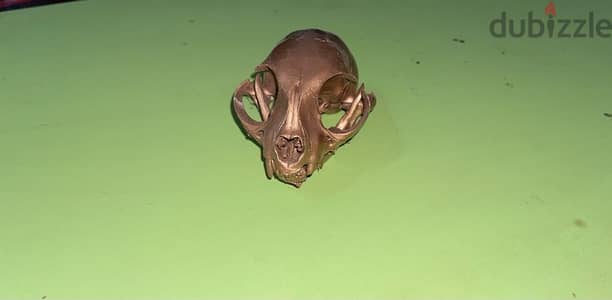 cat skull