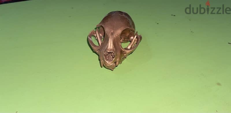 cat skull 0