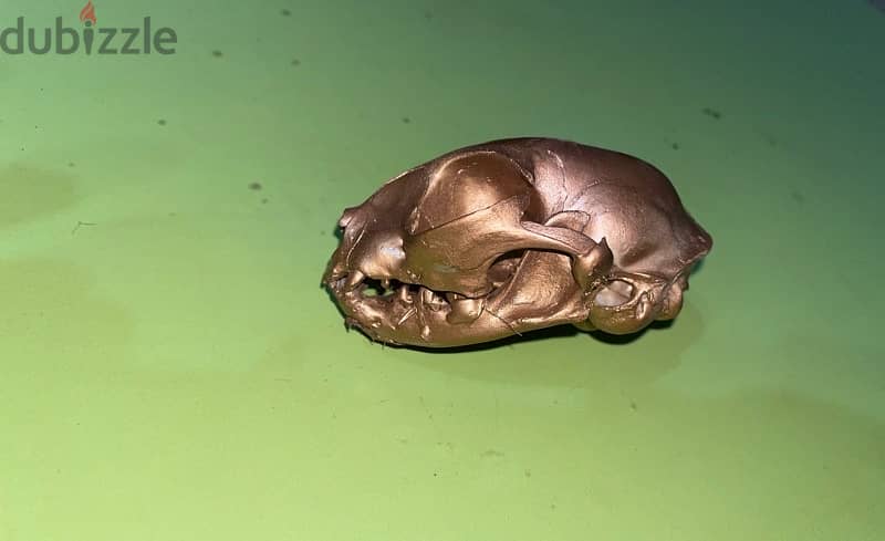 cat skull 1