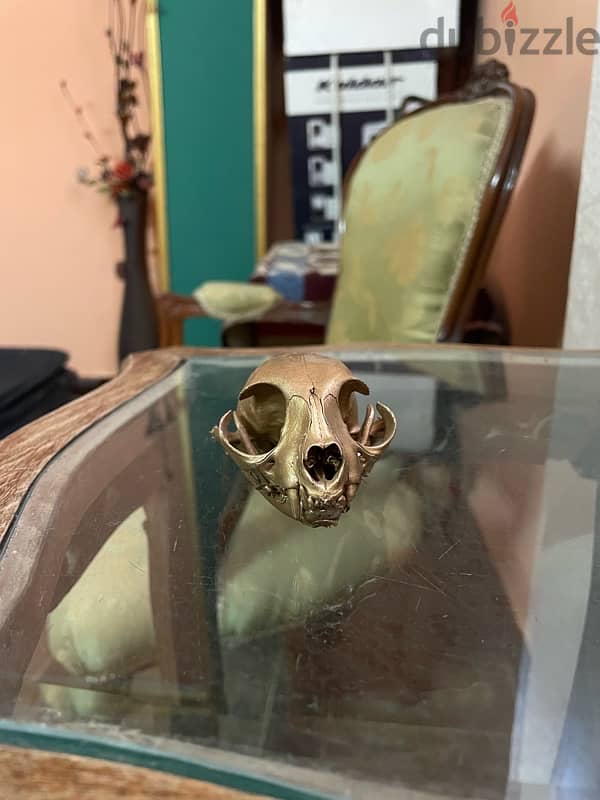 cat skull 3