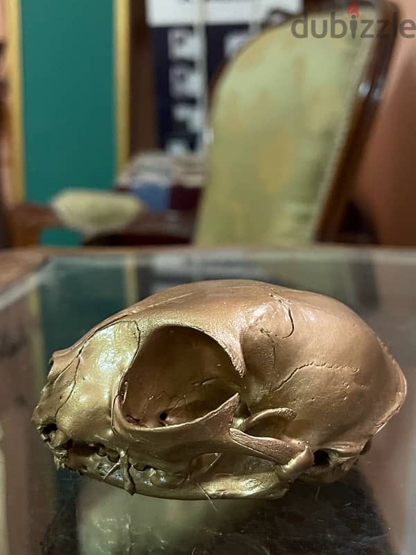 cat skull 4