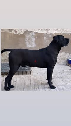 cane corso 0