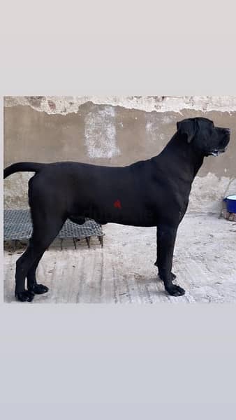 cane corso