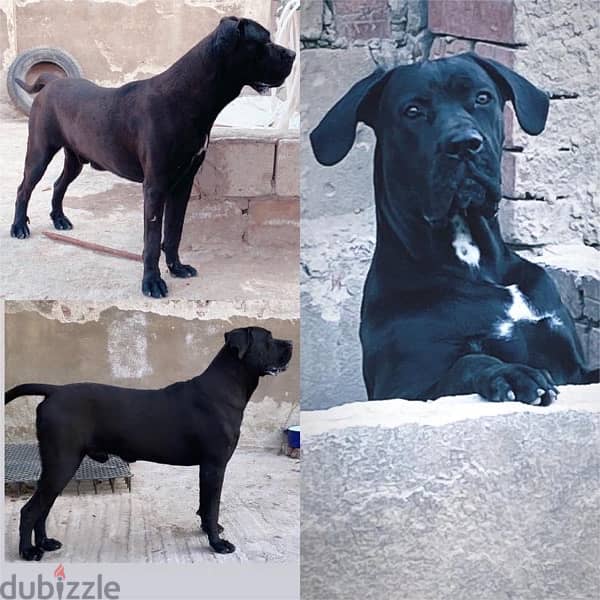 cane corso 1