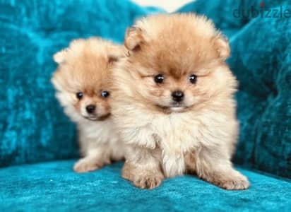 Pomeranian puppy female From Russia