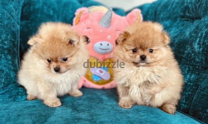 Pomeranian puppy female From Russia 1