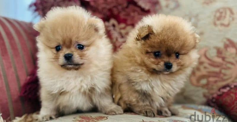 Pomeranian puppy female From Russia 2