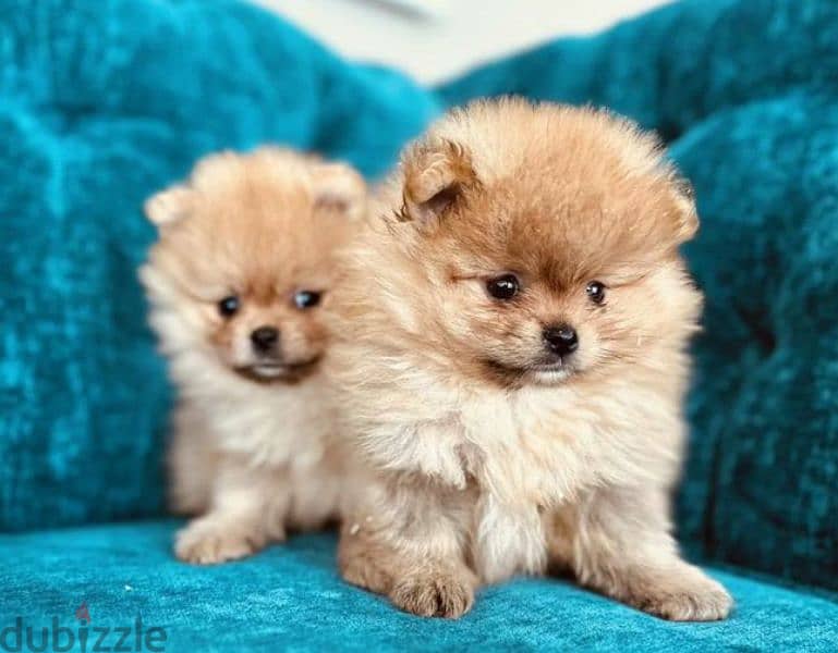 Pomeranian puppy female From Russia 3