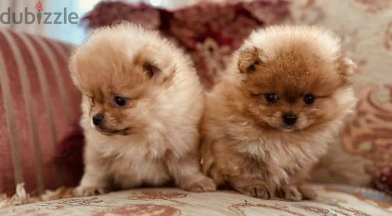 Pomeranian puppy female From Russia 4