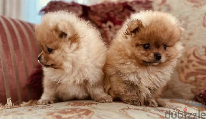 Pomeranian puppy female From Russia 5