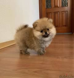 Mini Pomeranian Female From Russia 0