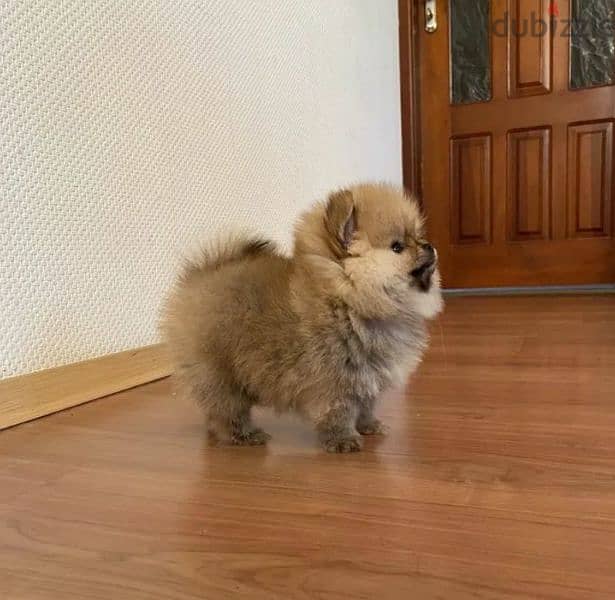 Mini Pomeranian Female From Russia 1