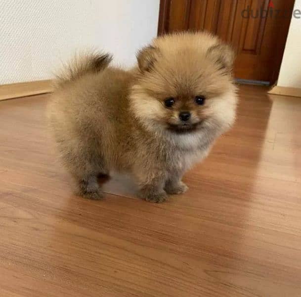 Mini Pomeranian Female From Russia 2