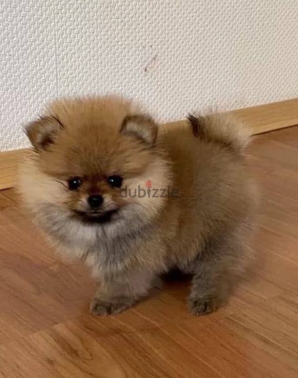 Mini Pomeranian Female From Russia 3