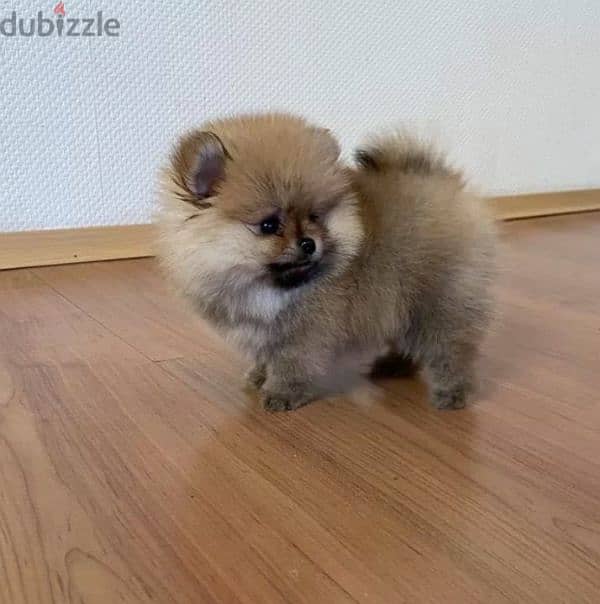 Mini Pomeranian Female From Russia 4