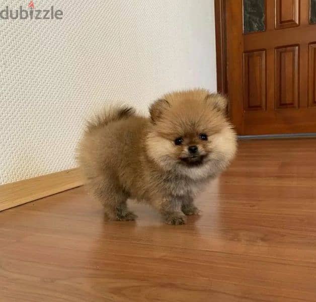 Mini Pomeranian Female From Russia 5