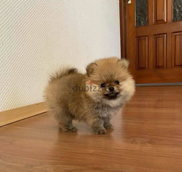 Mini Pomeranian Female From Russia 6