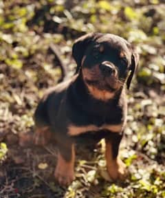 Rottweiler puppy Male from Russia 0