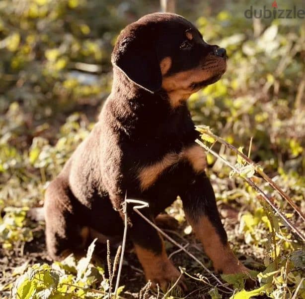 Rottweiler puppy Male from Russia 1