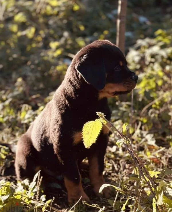 Rottweiler puppy Male from Russia 2