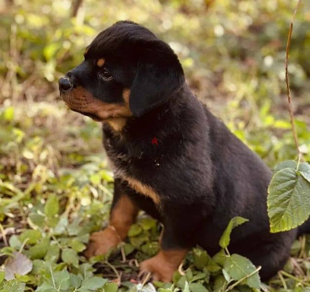 Rottweiler puppy Male from Russia 3